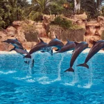 Spotting Dolphins
