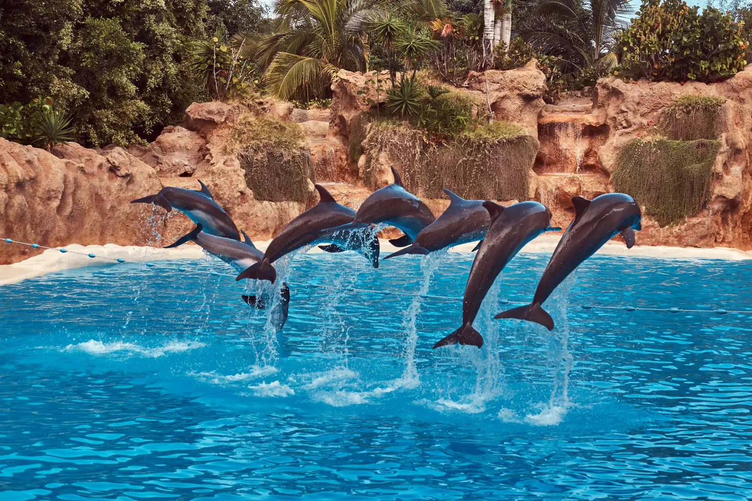 Spotting Dolphins